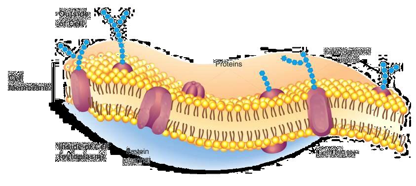 Cell Membrane Cell Membrane Cell membrane Outside of cell Proteins
