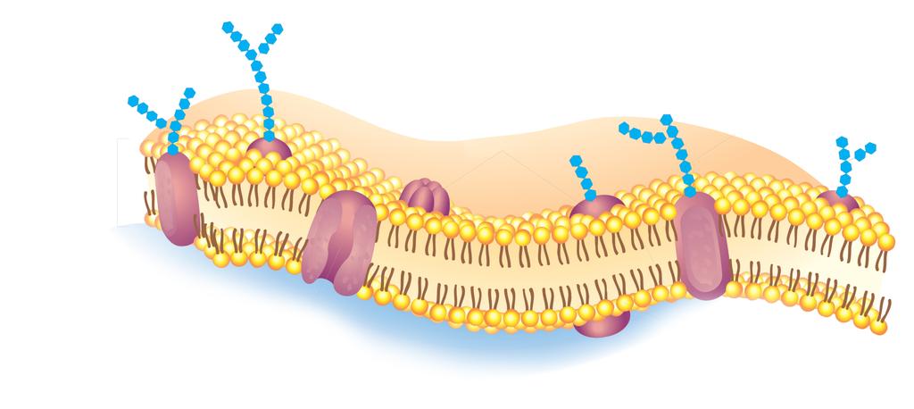 Cell Membrane The composition of nearly all cell membranes is a