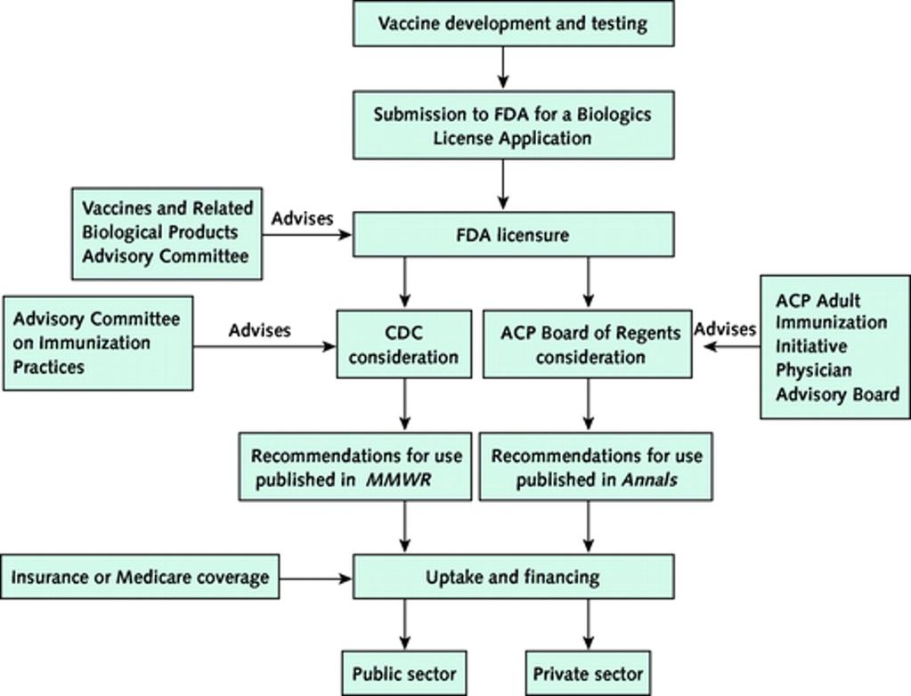 Development and dissemination of vaccine recommendations and policies.