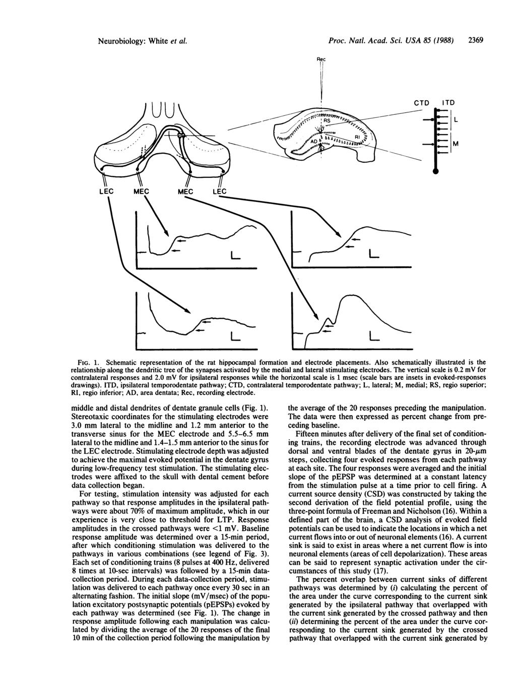 Neurobiology: White et al. Proc. Natl. Acad. Sci. USA 85 (1988) 2369 CTD ITD _ 0- L _-_ M I FIG. 1. Schematic representation of the rat hippocampal formation and electrode placements.