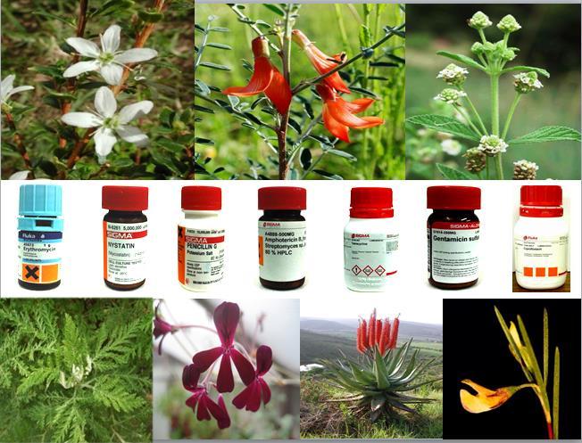 Antimicrobial efficacy and toxicity profiles of conventional antimicrobial agents in combination with commercially relevant southern African medicinal plants Zelna Hübsch A
