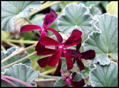 Botanical description It is a short plant with crowded leaves that are heart-shaped and velvety. Flowers are reddishpurple, almost black in colour (Lawrence, 2001).