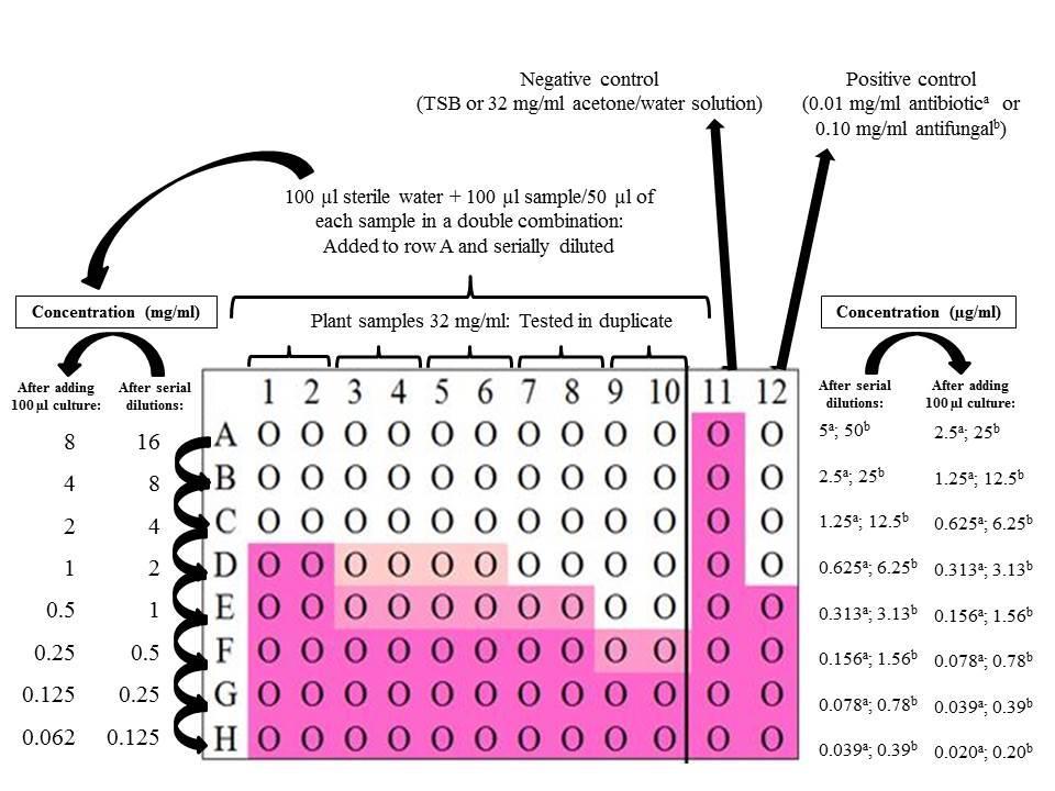26 Figure 2.2. Graphical representation of an MIC plate, where the pink area indicates the wells with microbial growth.