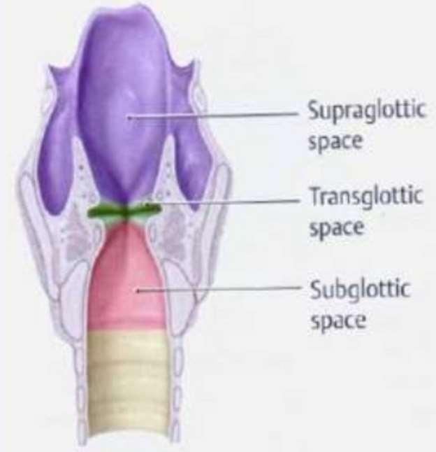 Kõri Ulatub glossoepiglotilisest ja farüngoepiglotilisest voldist sõrmuskõhre alaservani Supraglottiline ruum: epiglottis pre- ja paraepiglotiline ruum