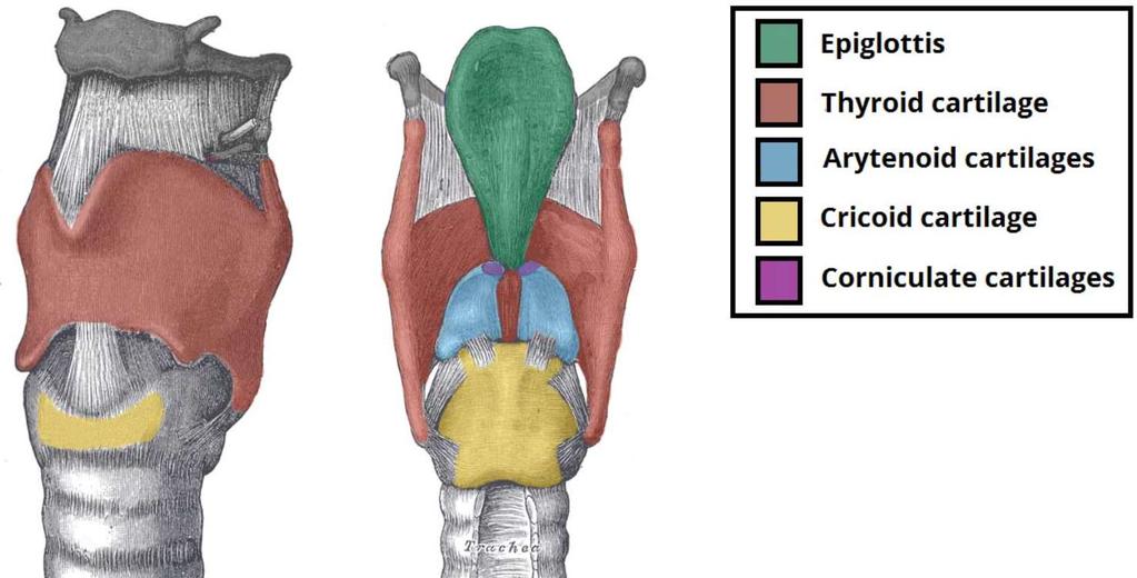 Kõripealise kõhr (cartilago epiglottica) Kilpkõhr