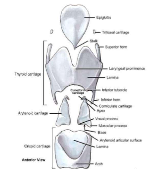 cricoidea) Pilkkõhr (cartilago arytenoidea)