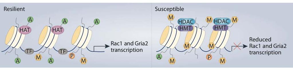 Mechanism of chromatin regulation at the