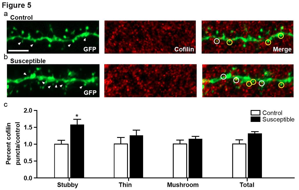 Stress increases cofilin in stubby