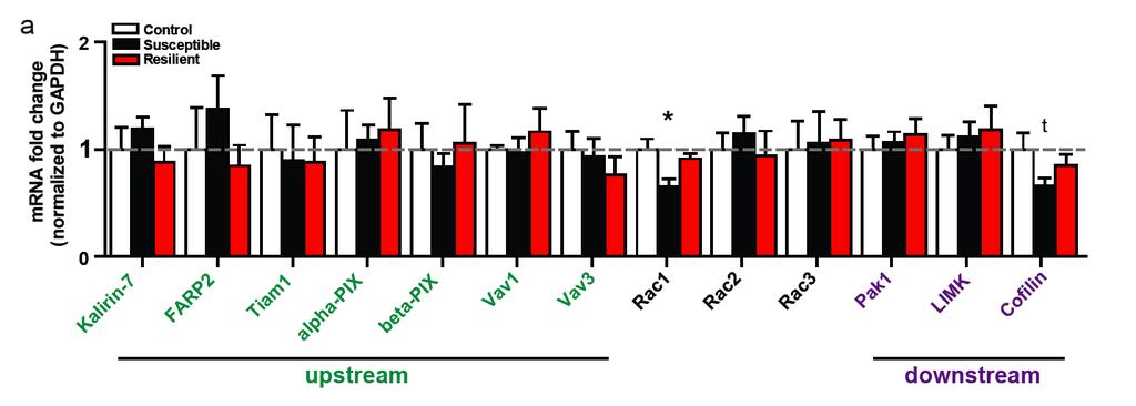 Social defeat reduces Rac1 transcription *Rac1 protein