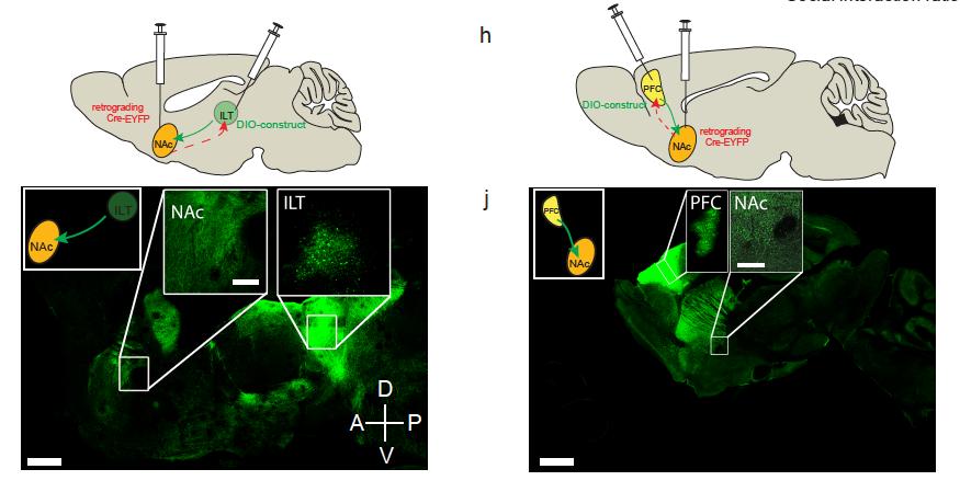 Regulating neuronal activity in a circuit