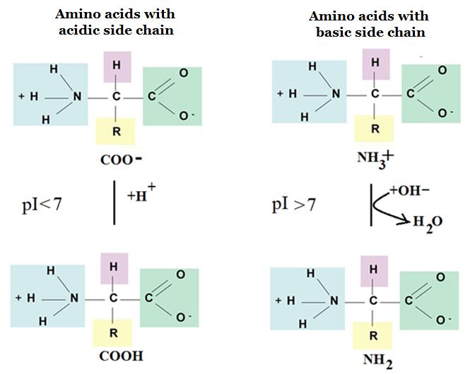 Thus, the isoelectric point of the amino acids will vary from low values (pi <7) for acidic amino acids (pi=2.