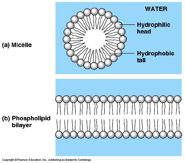 if put in water tails point inward away from water to form a micelle bilayer