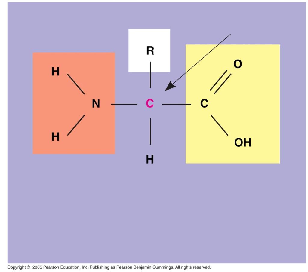 Amino acids are organic molecules with carboxyl and amino groups.