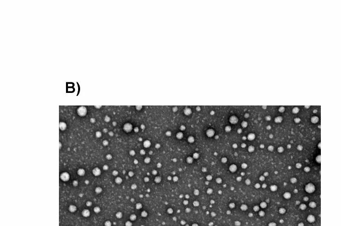 Toxicity evaluation of void nanoparticle Polymeric particles : NIPAA-M/VP/PEG-A