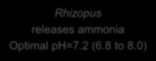 6 Acidify Rhizopus releases ammonia