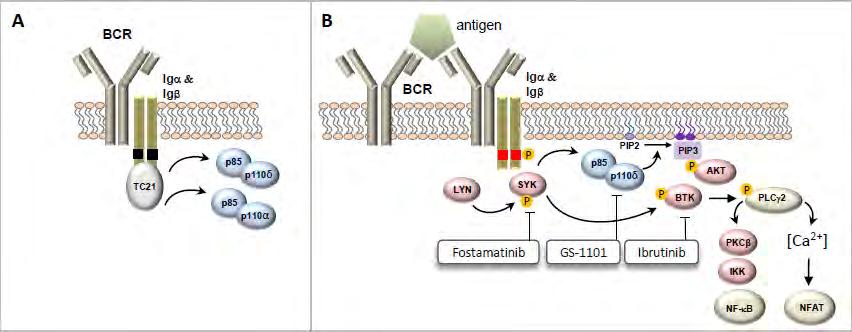 BCR signaling kinase pathways