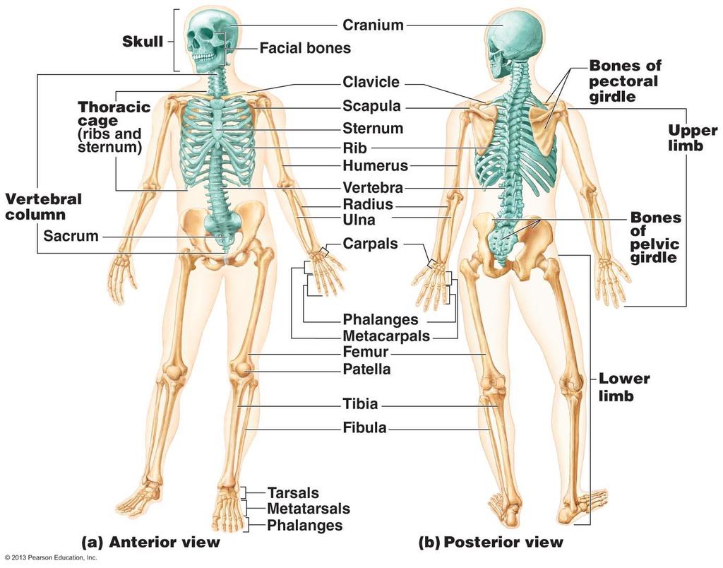 Project 1 Learn the Bone Names AP1 Lab 4 - Appendicular Skeleton Use Figure 7.1 and the hanging skeletons to learn the whole bones of the arms and legs.