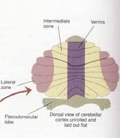granule cells) Cerebellar cortex: highly regular structure