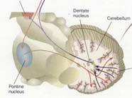 The cerebellum consists of the cerebellar cortex and a set of