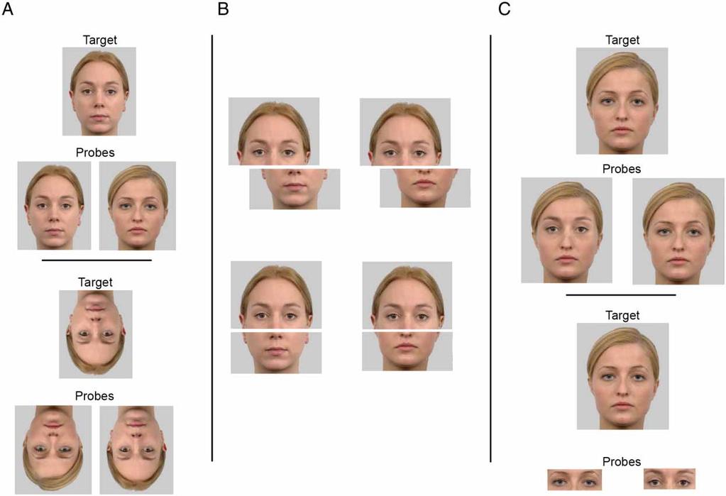 HOLISTIC FACE PROCESSING IN PROSOPAGNOSIA emphasis of the role of holistic processing, they all agree that holistic processing is a major contributor to what makes face processing distinct from other