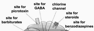 Characteristics GABA receptors are axo-axonic axonic receptors BZs are full or partial agonists of