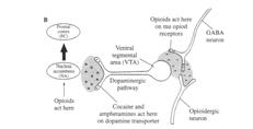Amygdala, orbitofrontal cortex & insula Alleviation of anxiety, agitation and fear Spinal cord,