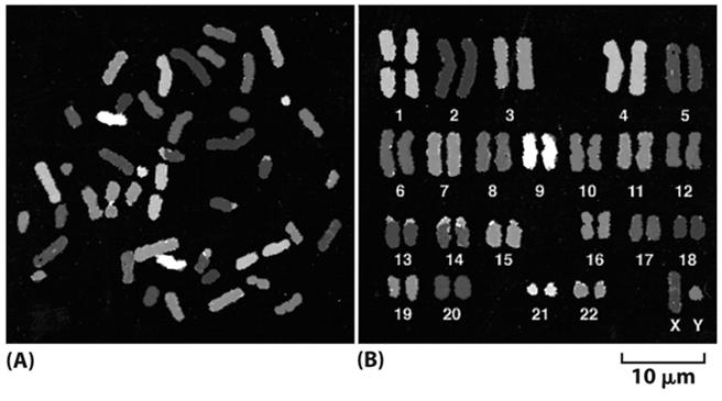 Karyotype Map In a karyotype map, pairs are matched according to their staining characteristics and are numbered sequentially Certain staining results in banding patterns, where segments of