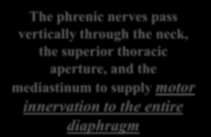 Nerve supply of the diaphragm The phrenic nerves pass vertically through the neck, the