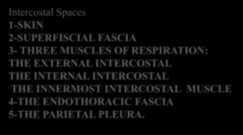 Intercostal Spaces 1-SKIN 2-SUPERFISCIAL FASCIA 3- THREE MUSCLES OF RESPIRATION: