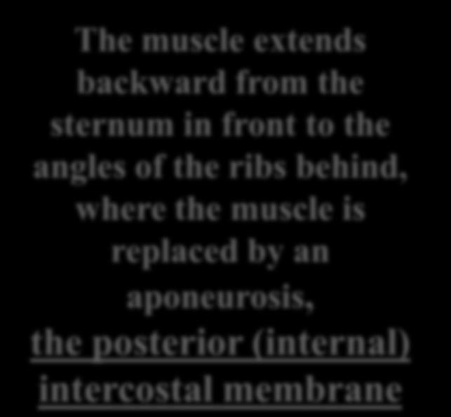 subcostal groove of the rib above to the upper border of the