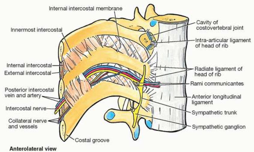 Intercostal Nerves The intercostal nerves are the anterior rami of the first 11 thoracic spinal nerves The