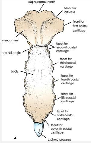 6- Joints of the Chest Wall A-Joints of the Sternum 1-The manubriosternal joint: is a cartilaginous joint between the manubrium and the body of the sternum.