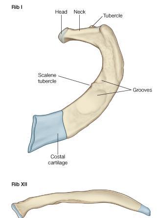 A typical ribs Posterior For example, Rib I It is flat in the horizontal plane