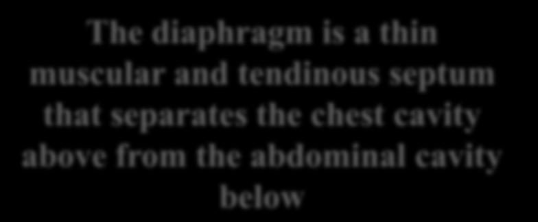 The diaphragm is a thin muscular and tendinous septum that separates the chest cavity above from