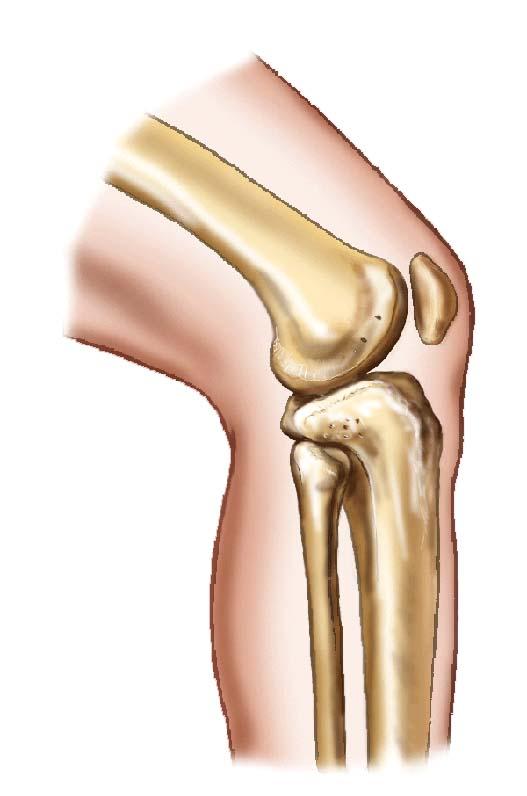 Answer The knee and elbow are known as hinge joints.