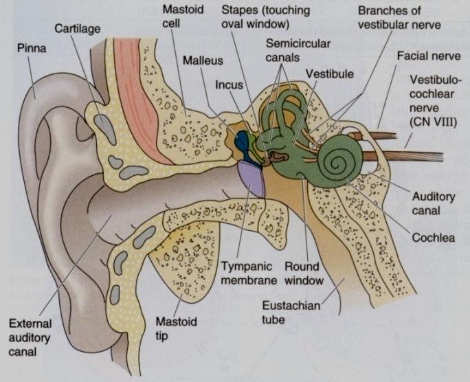 Keskkõrv: anatoomia T = trummiõõs (tympanum) ja kuulmeluukesed C = cochlea MAI = meatus acuticus