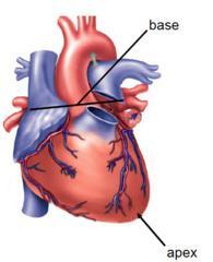 Heart The heart is usually felt to be on the left side because the left heart (left ventricle) is stronger (it pumps to all body parts).
