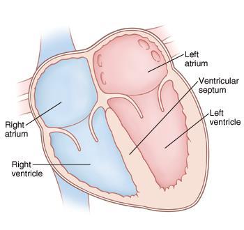 Heart eptum The Heart is a dividing wall between the right and left