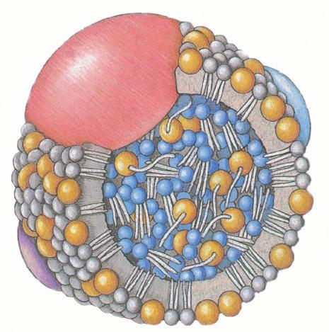 LIPID PROFILE Lipid Profile indicates whether a person s cholesterol-carrying lipoproteins are predominantly healthy or atherogenic.