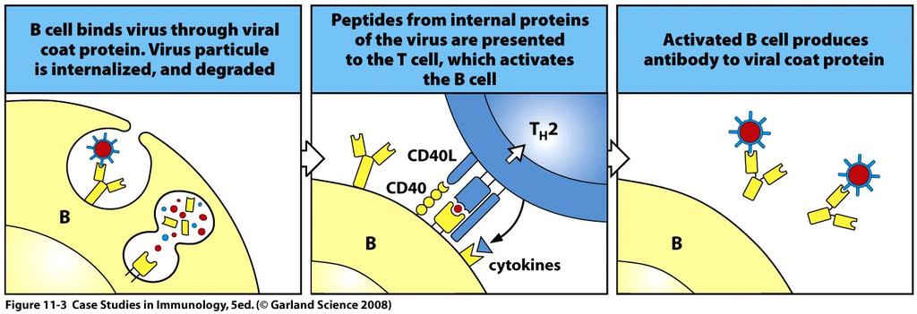 Activation of B cells by T cells Note: CD40 CD40 Ligand pair requisite for isotype