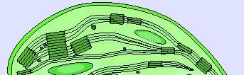 Chloroplasts Contain the pigment