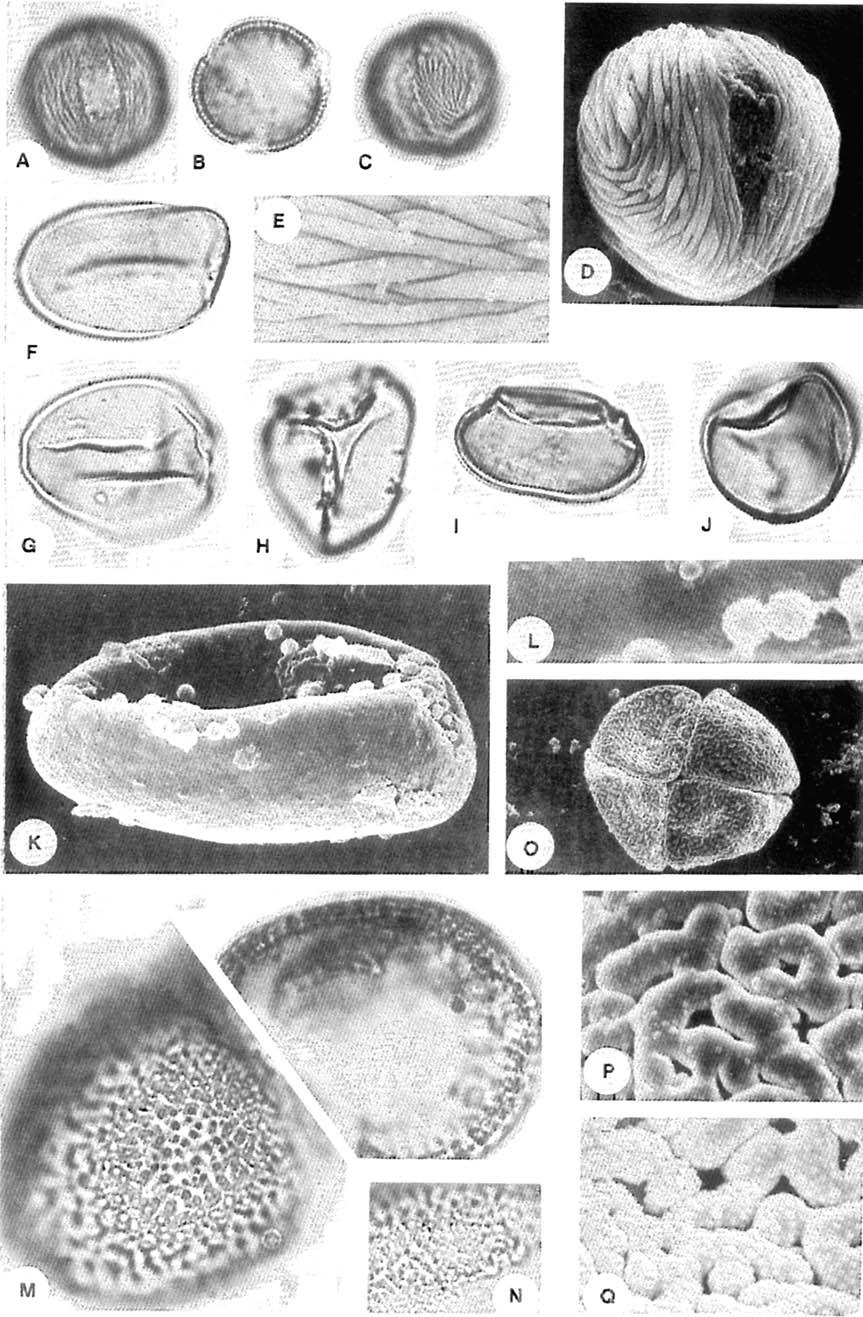 Fig. 2. Anacardiaccae. A-E. hrrirea ~rehdsclzii. (D) x 3000. (E) x 8000. Annonaccae. F-L. CleisrrqJIrolis pr~lens. (El) seemingly 3-slit colpus. (K) x 3000. (L) orbicules and smooth euinc, x 8000.
