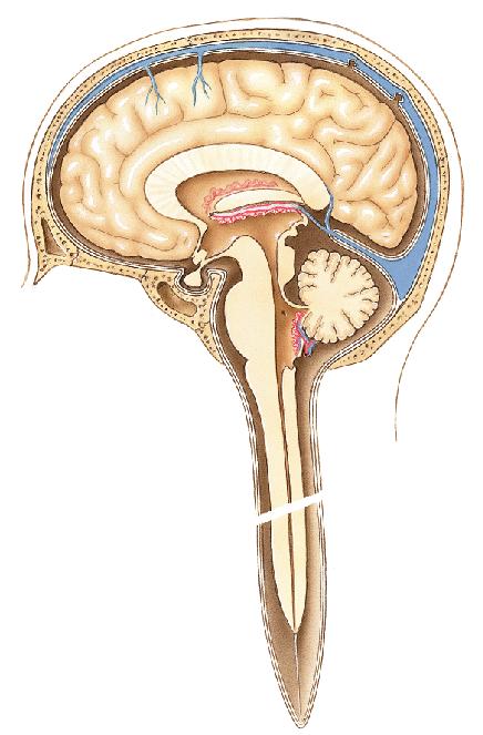 BRAIN PART I (A & B): VENTRICLES & MENINGES Cranial Meninges Cranial meninges are continuous with spinal meninges Dura mater: inner layer (meningeal layer) outer layer (endosteal layer) fused to