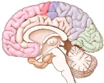BRAIN PART II (A): CEREBRUM Regions of the Brain Cerebrum Diencephalon Brain stem Mesencephalon Pons Medulla oblongata Cerebellum Gray and White Matter Gray matter: in cerebral