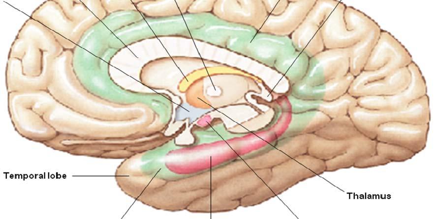 BRAIN PART III (B): LIMBIC SYSTEM What are the main components of the
