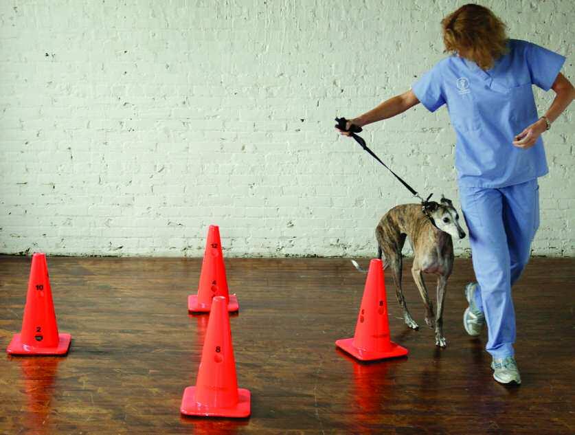 Circles- (Figures 32 and Videos 22) Walk the dog in a circle (cones or obstacles can be used to outline your course).