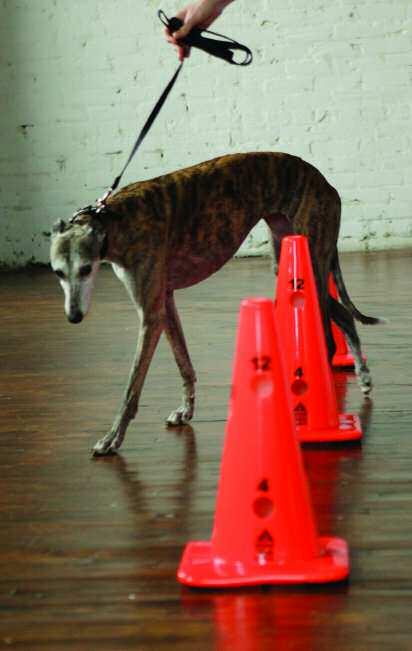 Slalom Course (Figures 33 Video 23) Walk the dog through a slalom course of 3-5 cones or obstacles such that the space between each obstacle