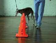 The number of maneuvers and the number of sessions can be increased as the dog gains strength and improves balance.