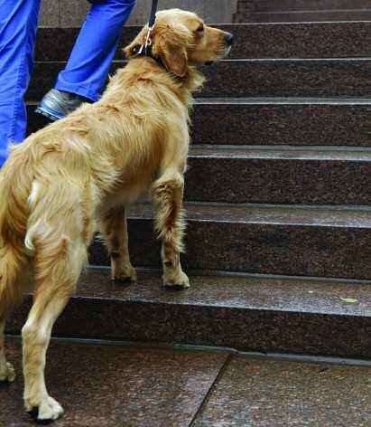 Stairs- (Figure 46 and 47 and Video 35) This maneuver improves weight bearing, range of motion and leg strength.