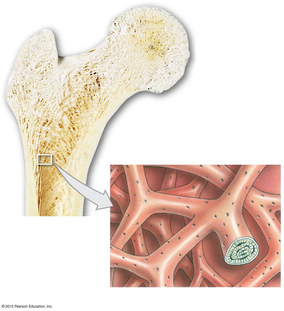 Figure 6-6 The Structure of Spongy Bone Trabeculae of